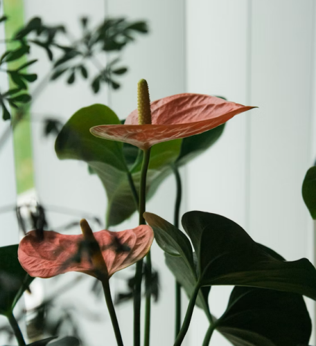 Anthurium