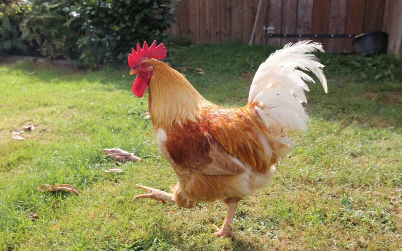 Coq