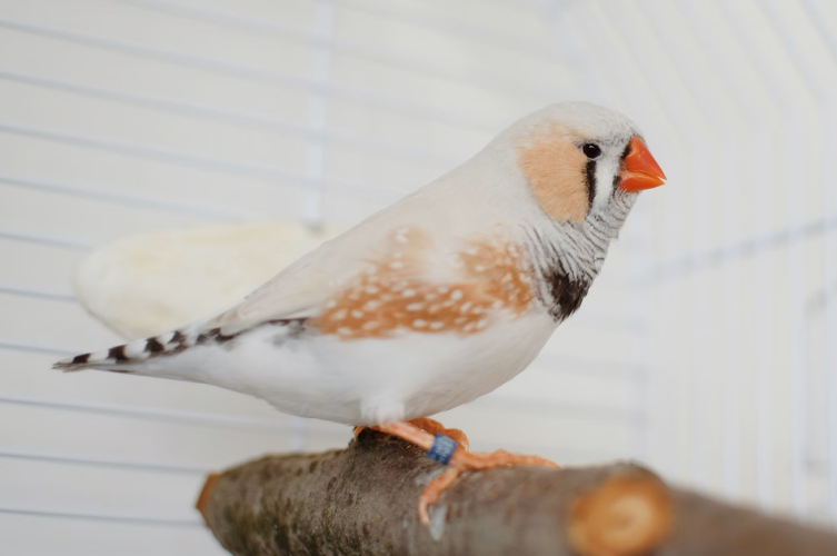 Oiseau