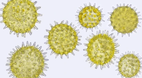 Pollen