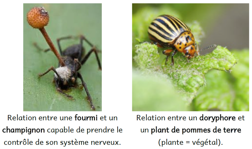 C1A3 - Etude de quelques relations V2 - Photos 2