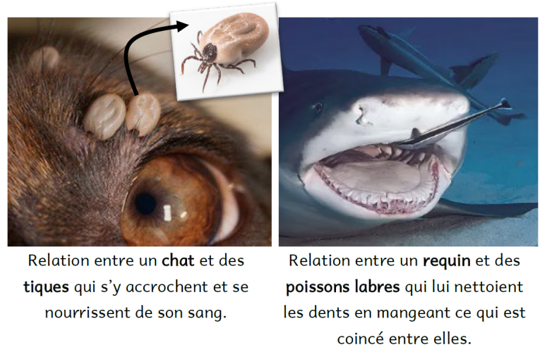 C1A3 - Etude de quelques relations V2 - Photos 3