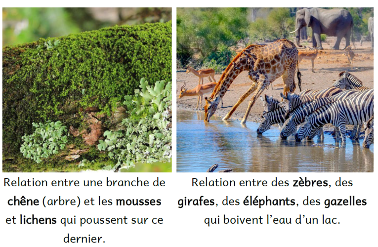 C1A3 - Etude de quelques relations V2 - Photos 4